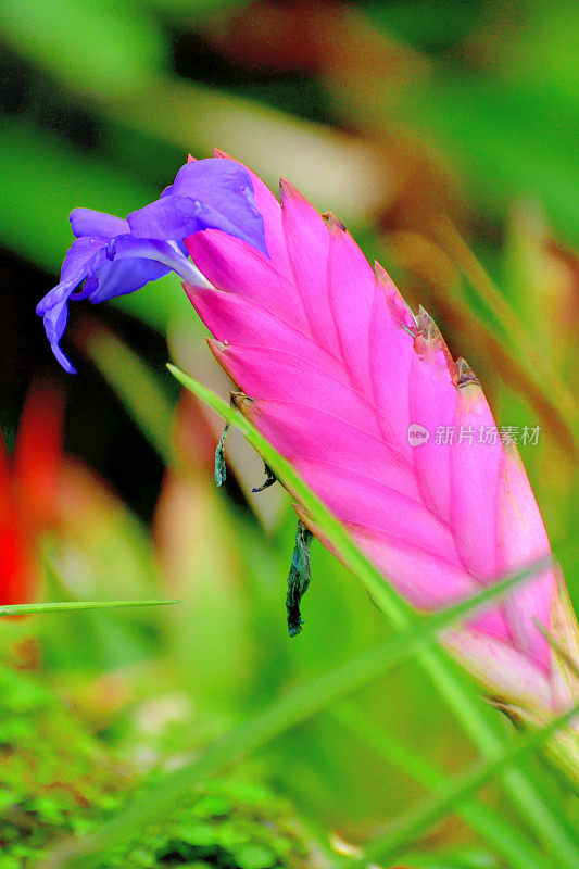 Tillandsia cyanea花